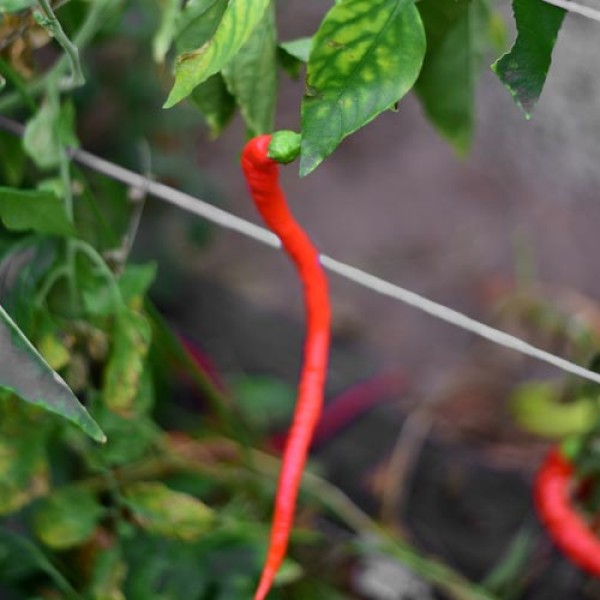 Bio Corbaci Chili Samen 1000 Stk.
