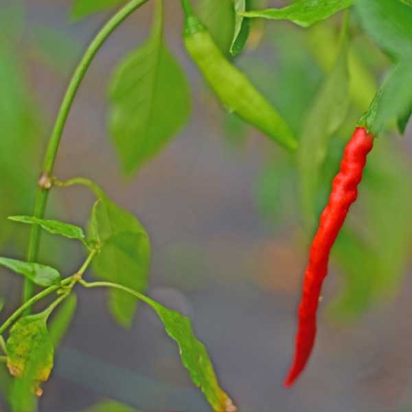 Bio Nepal Snakebite Chili Samen 1000 Stk.