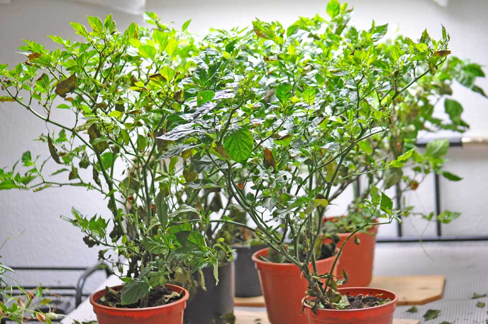 sand für zimmerpflanzen Gartenbau-Sand kaufen? ✓ Schnell versandt! – Sybotanica main image 1