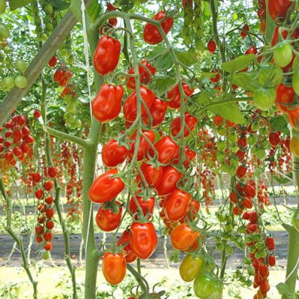 Datterino_Tomaten_Samen_1.jpg