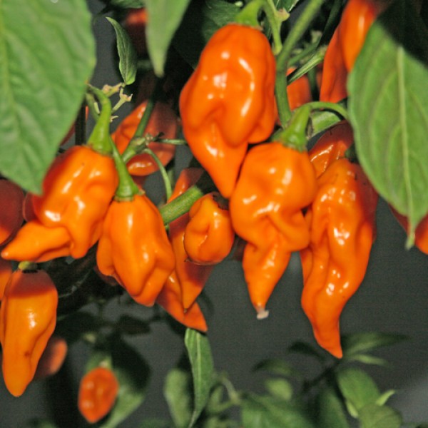 Bih Jolokia Orange Chili Samen