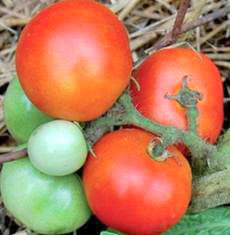 auch Balkon 20 Samen frühe Sorte Tomate Terrasse Czech Bush 