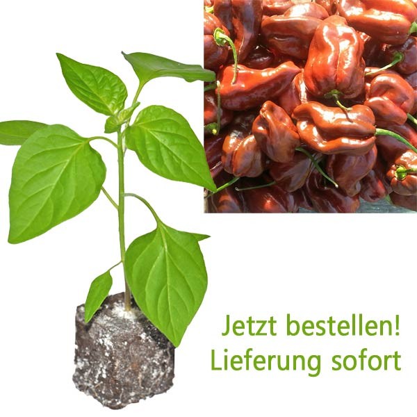 BIO Habanero Chocolate Chili-Pflanze