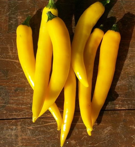 Cayenne Yellow Chili Samen