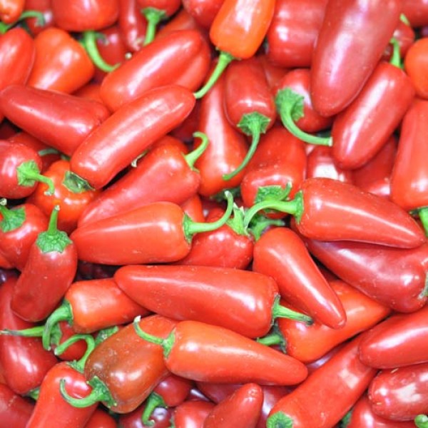 BIO Jalapeno Big Chilis rot frisch 500g