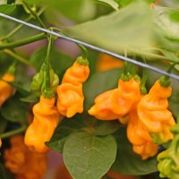 Bio Goronong Yellow Chili Samen Bio Goronong Yellow Chili Samen