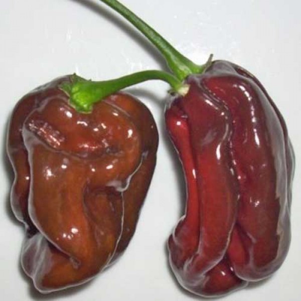 Habanero_Large_Brown_Chili_Samen_1.jpg