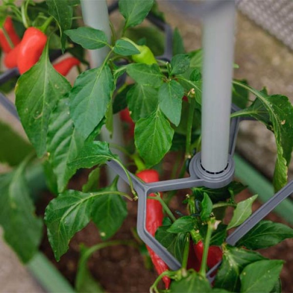 Charly Chili Pflanztopf fr Chilipflanzen - hellgrau - online bestellen auf  saatgut-biene.de
