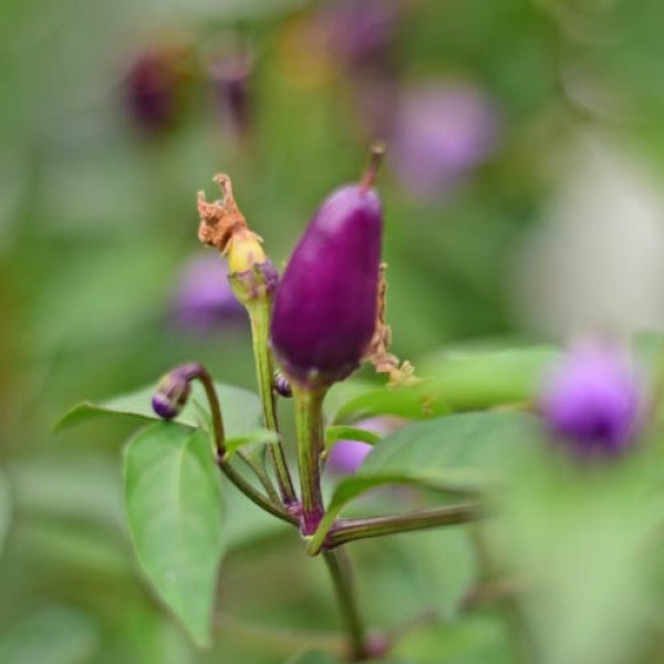 Bio Bolivian Rainbow Chili Samen 1000 Stk.