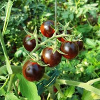 Black_Eagle_Tomaten_Samen_1.jpg Black_Eagle_Tomaten_Samen_1.jpg