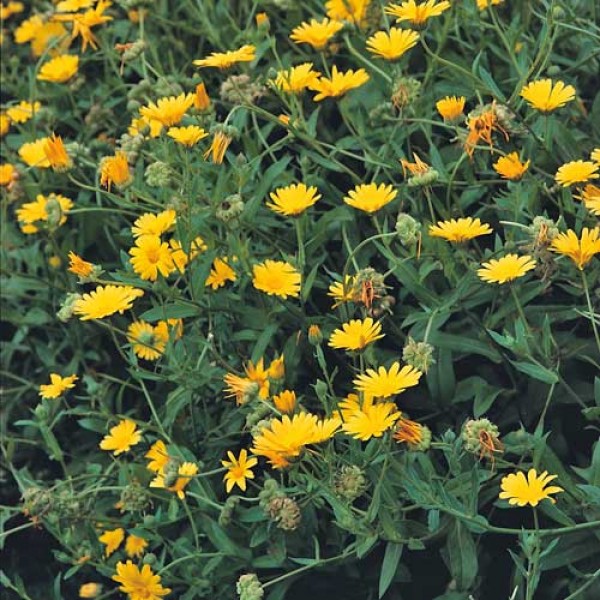 Calendula_Samen_1.jpg