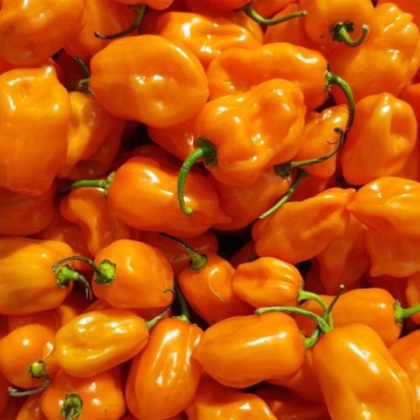 Bio Habanero Orange Chili Samen