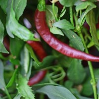 140180_01.jpg 140180_01.jpg