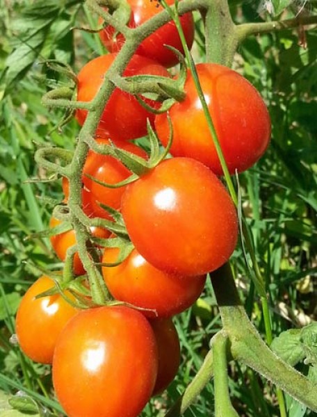 Rubin_Tomaten_Samen_1.jpg