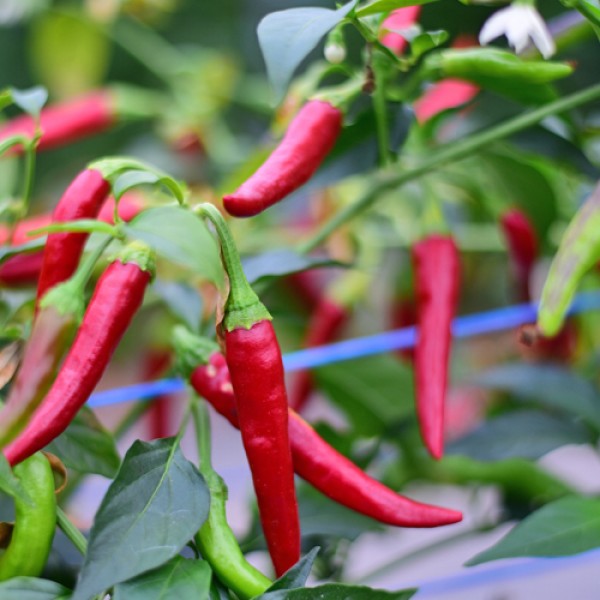 Bio NuMex Twilight Chili Samen 1000 Stk.