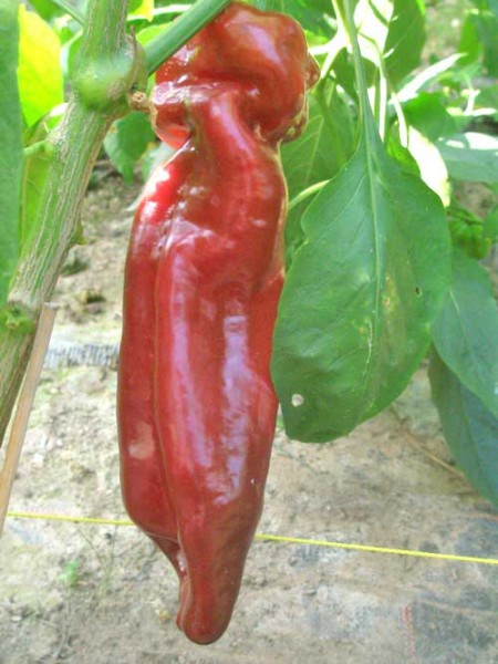 Dulce Italiano Chili Samen B-Ware
