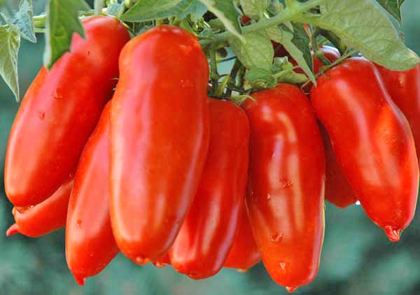 San Marzano Lampadina Tomaten Samen