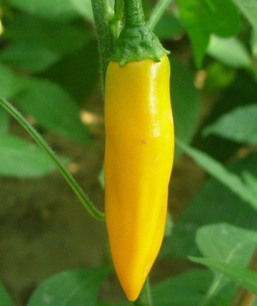 Costeno Amarillo Chili Samen