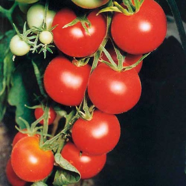 Tamina_Tomaten_Samen_1.jpg