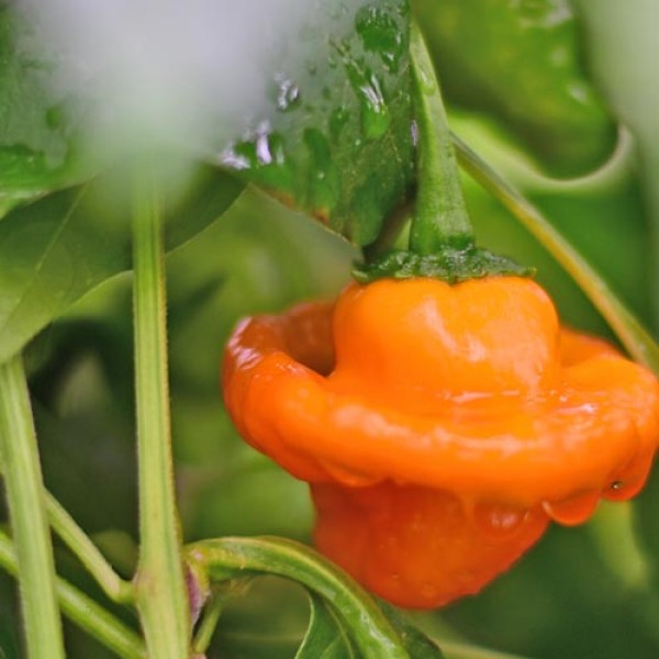 Bio_Scotch_Bonnet_MOA_Yellow_Chili_Samen_01.jpg