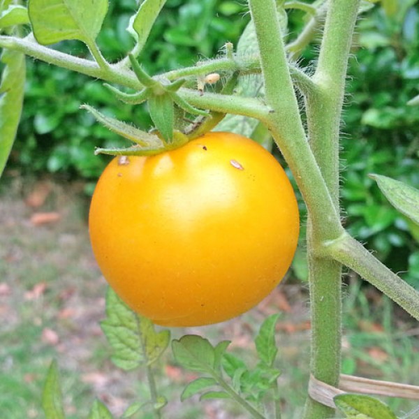 Golden Sunburst Tomaten Samen