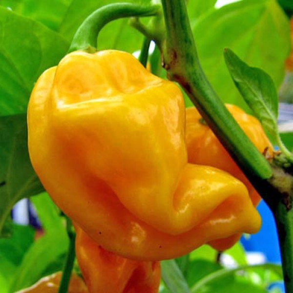 BIO Untilka Chili Samen