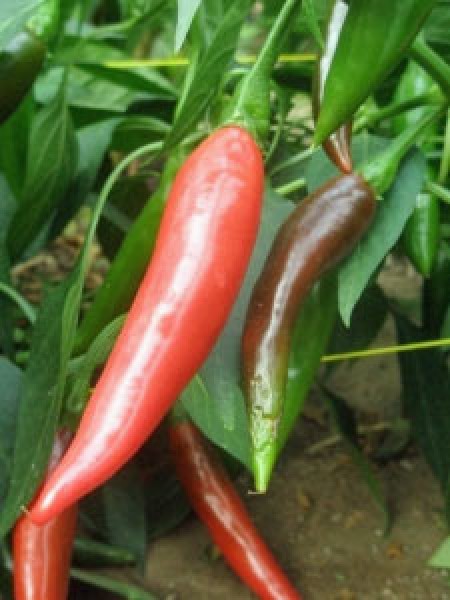 Puya / Pulla Chili Samen