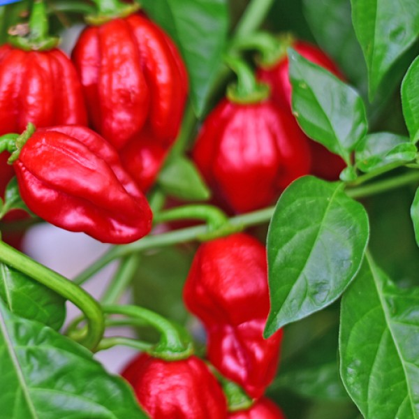 Bio Habanero Mauru Sauru Chili Samen 1000 Stk.