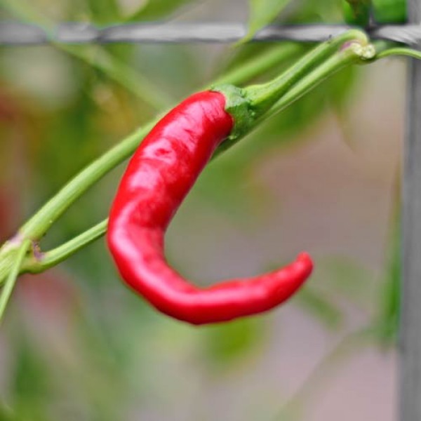 Bio Cayenne Chili Samen 1000 Stk.