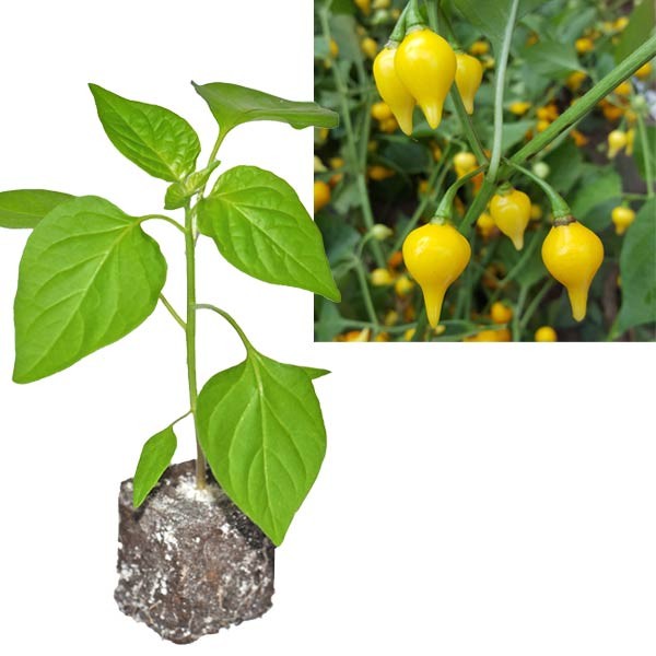 BIO Biquinho Amarelo Chili-Pflanze