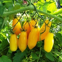 Tegucigalpa_Yellow_Tomaten_Samen_1.jpg Tegucigalpa_Yellow_Tomaten_Samen_1.jpg