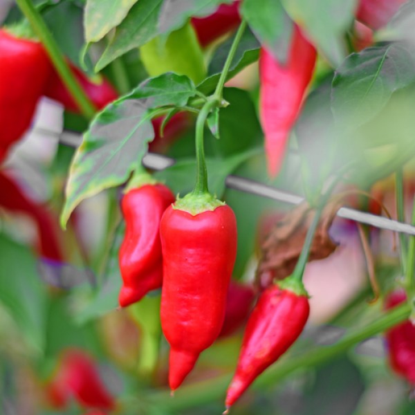 Bio Aji Benito Chili Samen