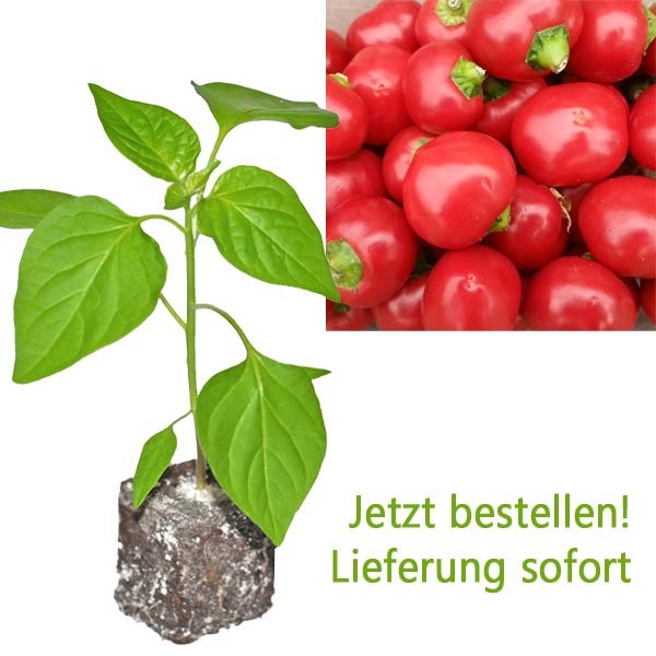 BIO Cherry Bomb Chili-Pflanze