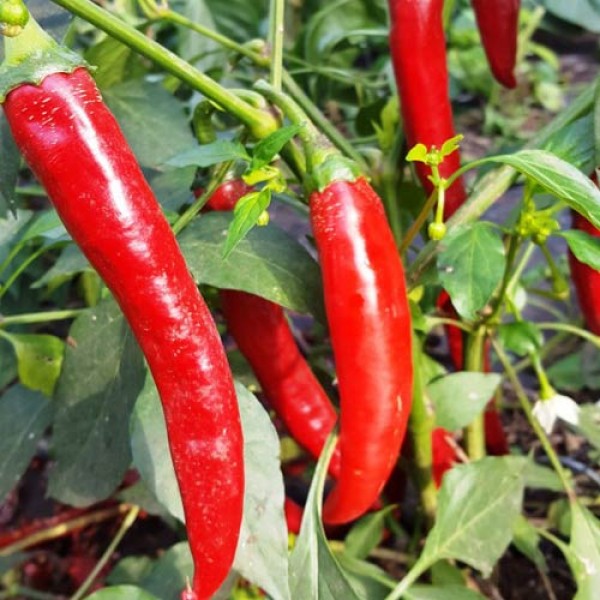 Bio Grisu Chili Samen 1000 Stk.