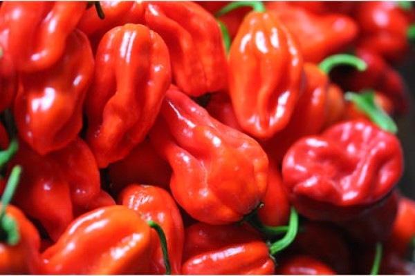 BIO Habanero Guadalupe red Chilis frisch 500g