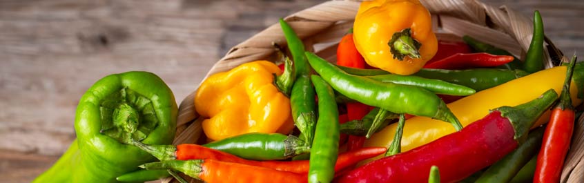 Bio Chili-Samen