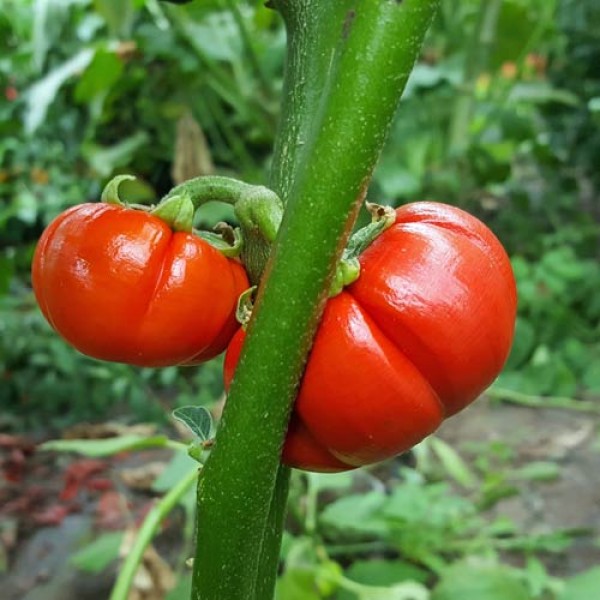 Pumpkin_Pepper_Chili_Samen_1.jpg