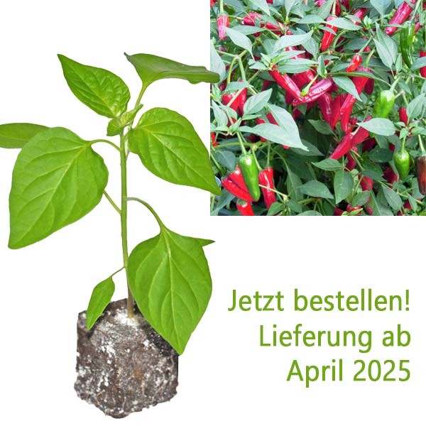 BIO_Apache_Chili-Pflanze_01.jpg