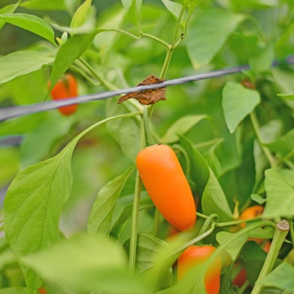 Bio Jalapeno Giant Chili Samen