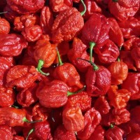 7_Pot_Red_Douglah_Chili_Samen_1.jpg 7_Pot_Red_Douglah_Chili_Samen_1.jpg