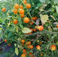 Microberry_Tomaten_Samen_1.jpg Microberry_Tomaten_Samen_1.jpg