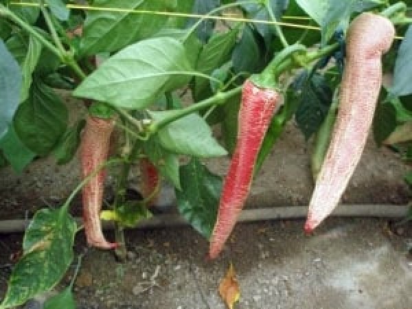 Netzpaprika - Elefantenhaut Chili Samen B-Ware