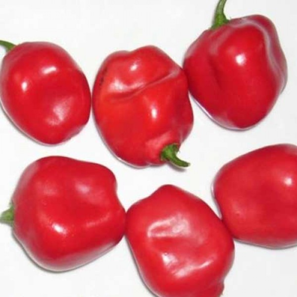 Rocoto_Manzano_Chili_Samen_1.jpg