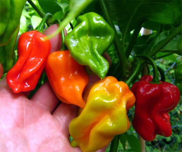 BIO_Sumatra_Chili_Samen_1000_Stk_01.jpg