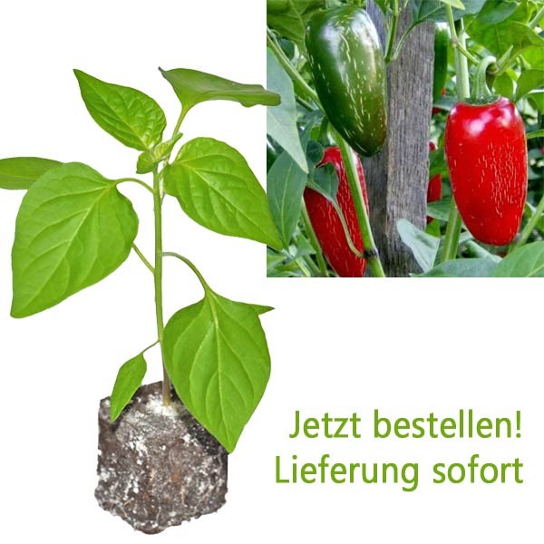 Bio Jalapeno Chili-Pflanze