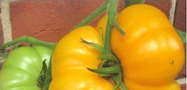 Brandywine Yellow Tomaten Samen