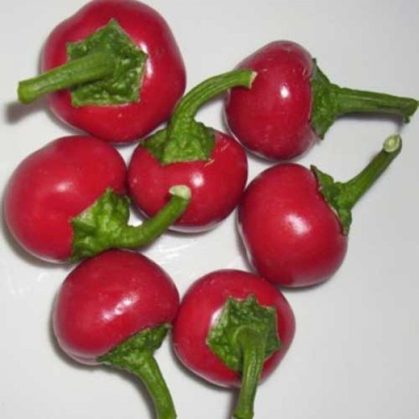 Sweet_Cherry_Chili_Samen_1.jpg