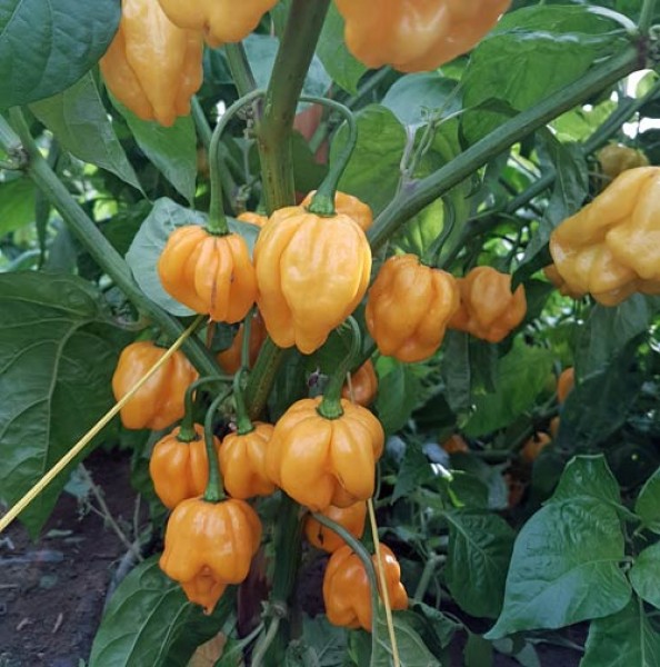 Bio Scotch Bonnet MOA Yellow Chili Samen 1000 Stk.