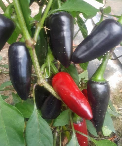 Bio Jalapeno Purple Chili Samen 1000 Stk.