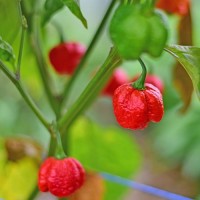Trinidad_Scorpion_Moruga_Chili_Samen_1.jpg Trinidad_Scorpion_Moruga_Chili_Samen_1.jpg